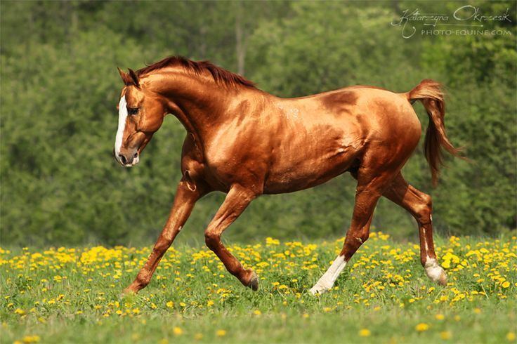 Russian Don Russian Don stallion Babbit ow Irina Gershtanskaya Beautiful
