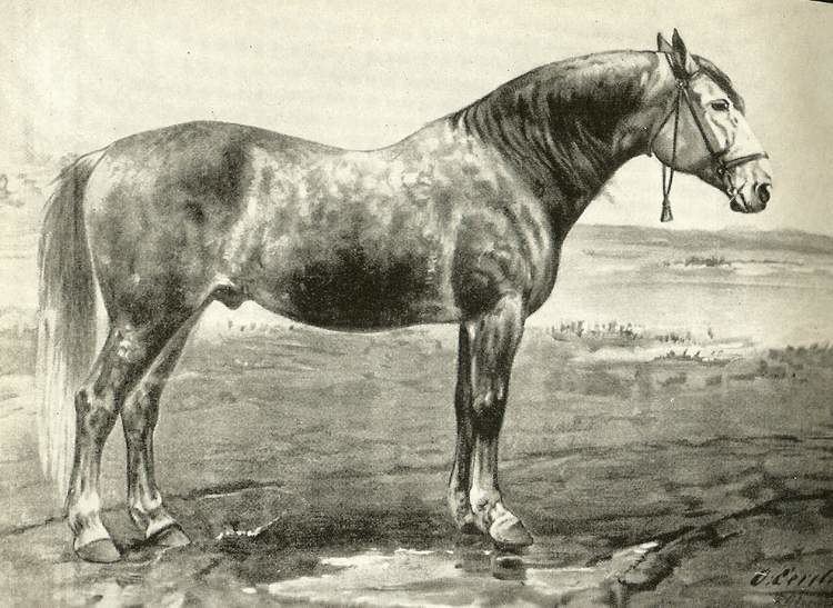 Russian Heavy Draft Russian Heavy Draft Horse Info Origin History Pictures Horse