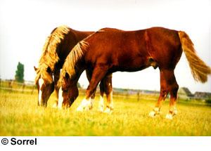 Russian Heavy Draft Breeds of Livestock Russian Heavy Draft Horse Breeds of