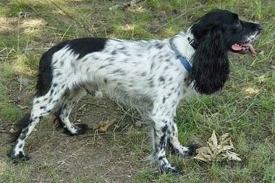 Russian Spaniel Russian Spaniel Dog Breed Information and Pictures