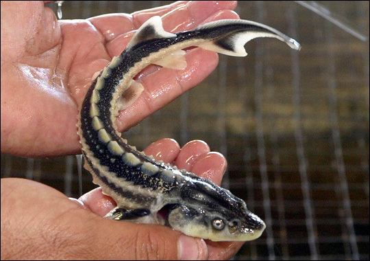 Russian sturgeon Russian Sturgeon Fish Red List of Endangered Species RelivEarth