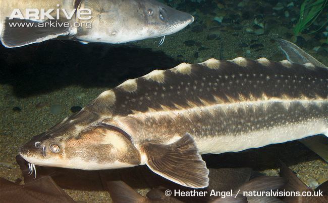 Russian sturgeon Russian Sturgeon Fish Red List of Endangered Species RelivEarth