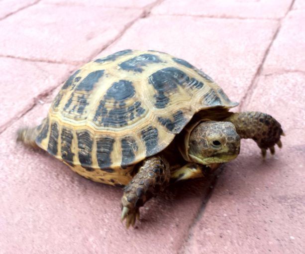 Russian tortoise Arizona Exotics Resources