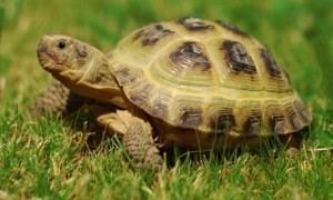 Russian tortoise Russian Tortoise The Complete Care Guide