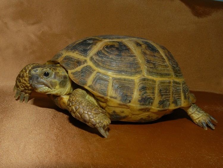 Russian tortoise Russian Tortoises Adult for sale from The Turtle Source