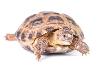 Russian tortoise Russian Tortoise for Sale Reptiles for Sale