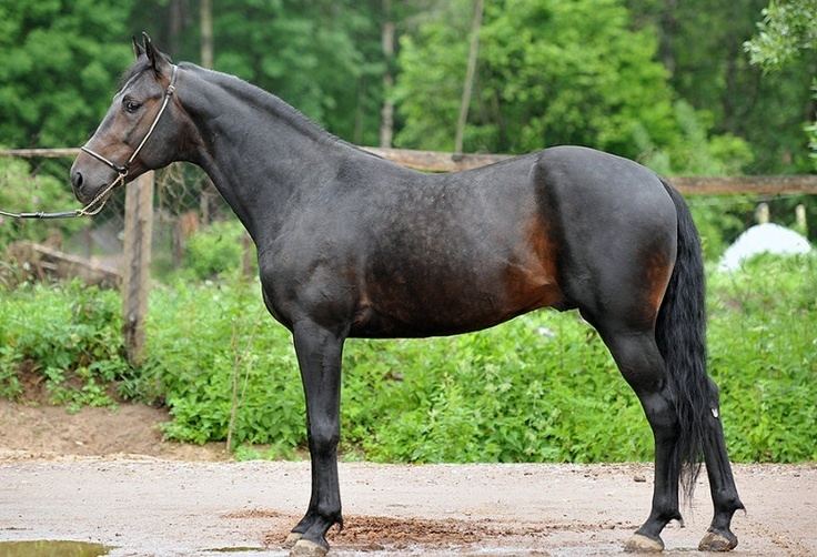 Russian Trotter Russian Horse Info Origin History Pictures Horse Breeds