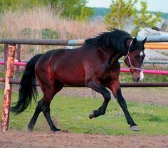 Russian Trotter Russian Horse Info Origin History Pictures Horse Breeds