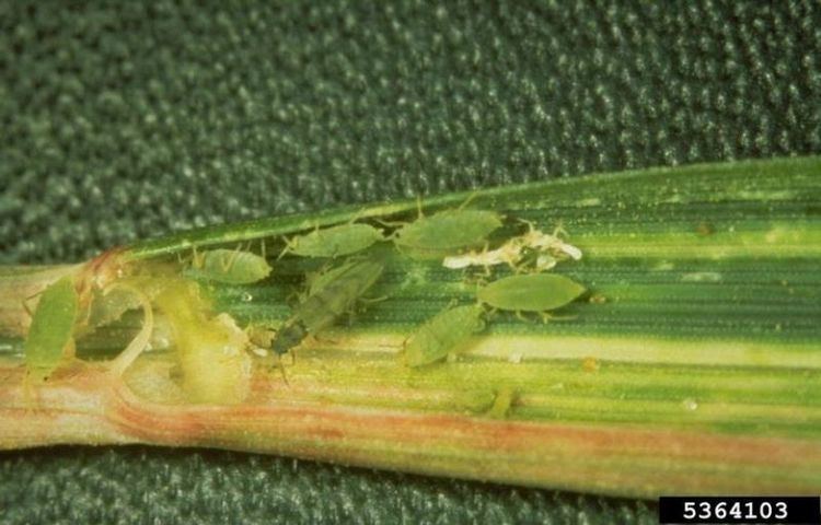 Russian wheat aphid Russian wheat aphid PIRSA