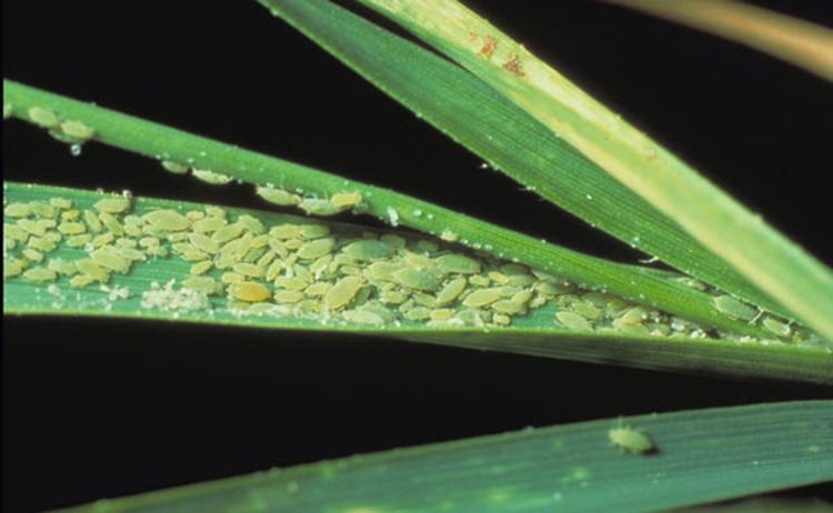 Russian wheat aphid Biosecurity alert Russian wheat aphid