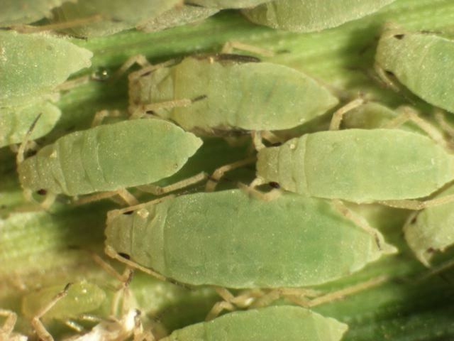 Russian wheat aphid Russian Wheat Crop Pests Insect Information Extension