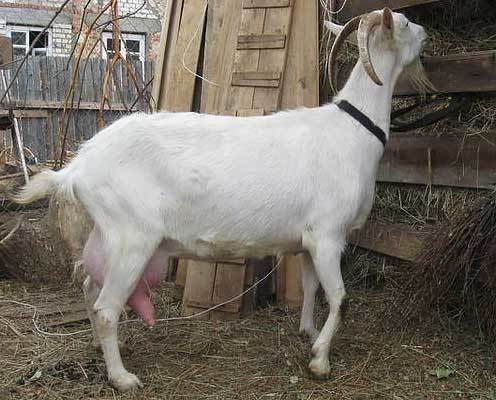 Russian White goat wwwvancatsruimages7KoziRussianWhiteGoats1jpg