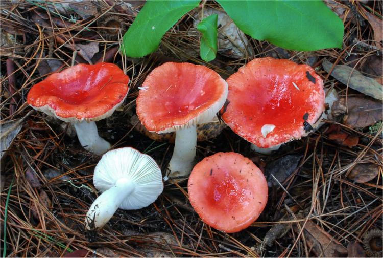 A group of five Russula mushrooms sprouting in some wilting grasses with red caps.