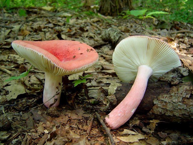 Two Russula Rosea mushrooms with their pink caps sprouting in the middle of dried leaves.
