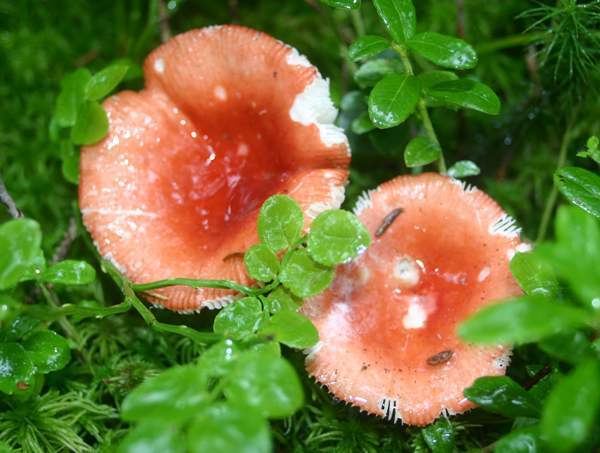 Two Russula mushrooms known as Sickener Mushroom sprouting in the middle of fresh green leaves.