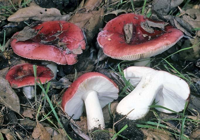 A group of five Russula mushrooms sprouting in dried leaves with two mushrooms fallen.