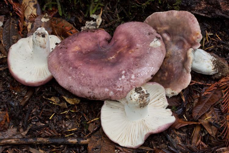 Russula Cyanoxantha or known simply as Burner Mushrooms in the middle of dried leaves.