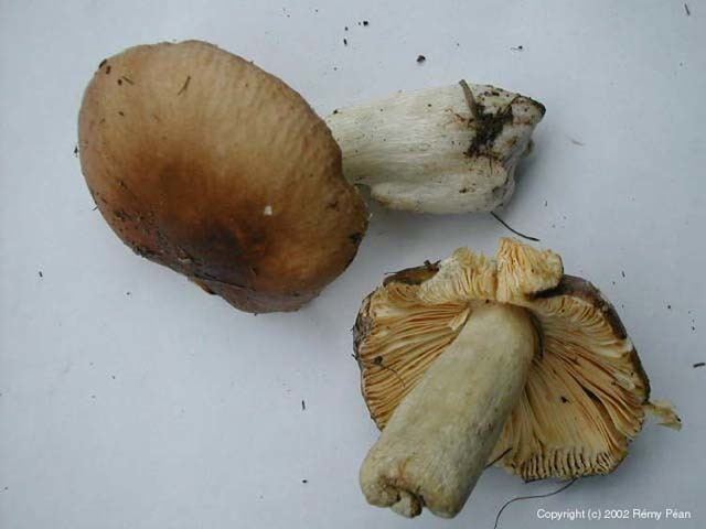 Russula adulterina wwwmycodbfrphotosRussulaadulterina2002jpg