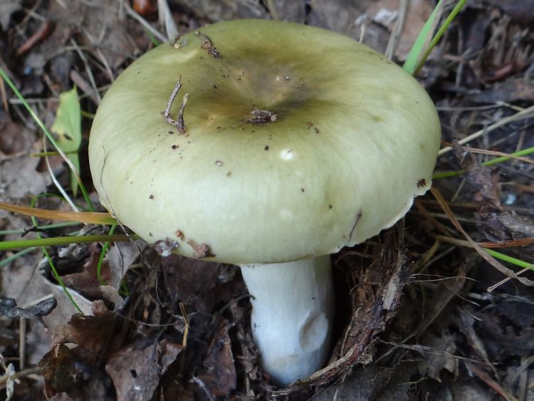 Russula aeruginea FileRussula aeruginea G5JPG Wikimedia Commons