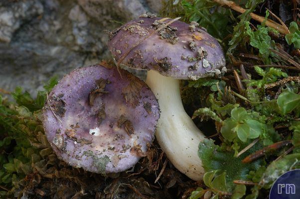 Russula alnetorum Russulales News Russula alnetorum