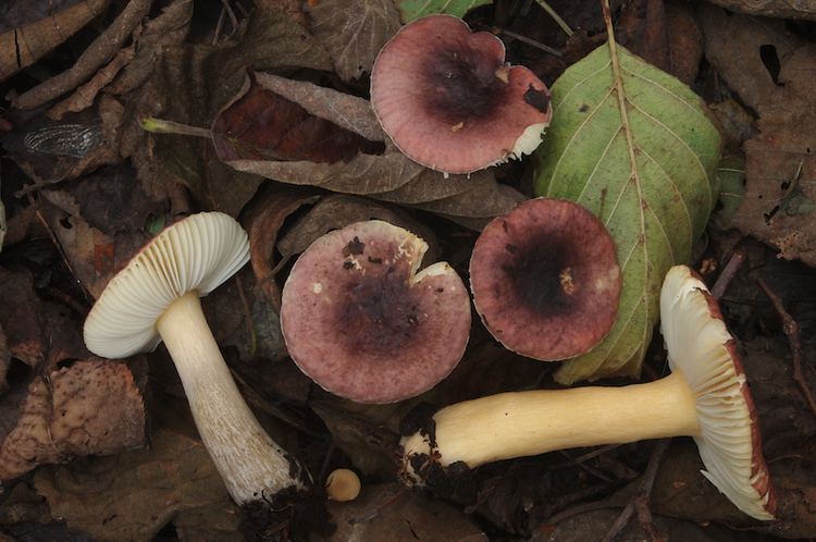 Russula alnetorum Russula alnetorum R pumila lepikkohapero alkremla