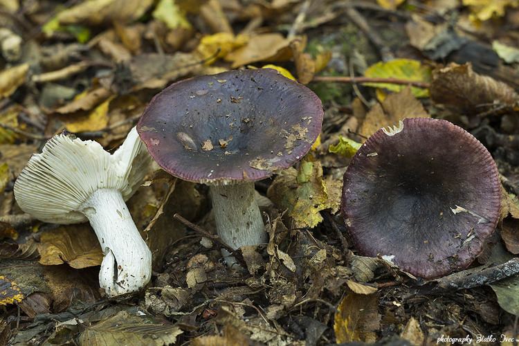 Russula alnetorum Gobicecom