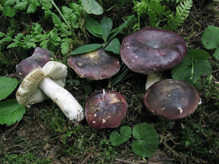 Russula amethystina Russula amethystina Funghi Commestibili Funghi in Italia Fiori