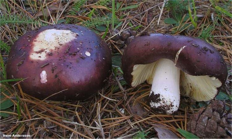 Two Russula Xerampelina or known as North American Shrimp mushrooms as known by their dark maroon caps.