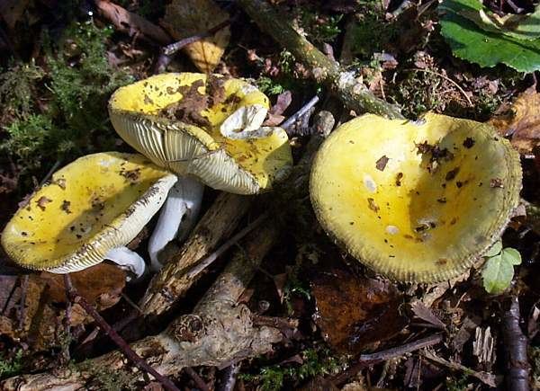 Russula claroflava Russula claroflava Yellow Swamp Brittlegill mushroom