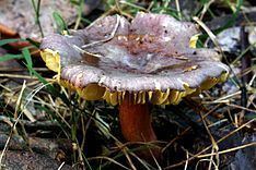 Russula clelandii httpsuploadwikimediaorgwikipediacommonsthu