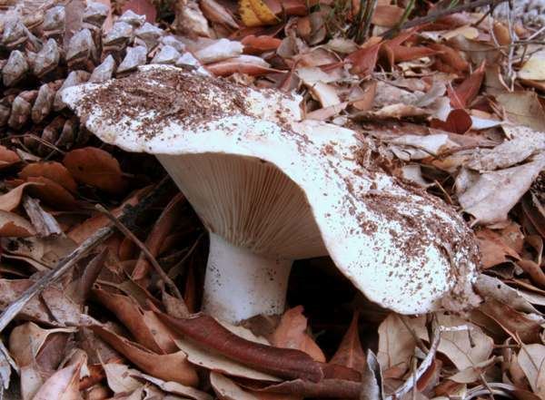 A Russula delica surrounded with dried leaves