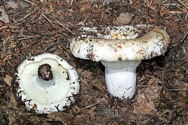 Two Russula delica surrounded with dried grasses