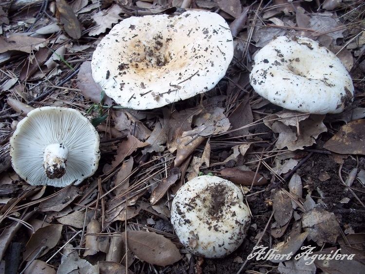 Four Russula delica surrounded with dried leaves