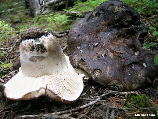 Russula densifolia Russula densifolia MushroomExpertCom