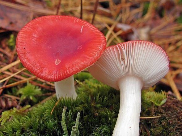 Russula emetica Russula emetica Schaeff Pers 1796 Checklist View