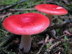 Two Red Russula Mushrooms sprouting near some moss and dried twigs.