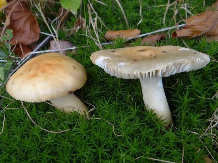 Russula fellea FileRussula fellea G3jpg Wikimedia Commons