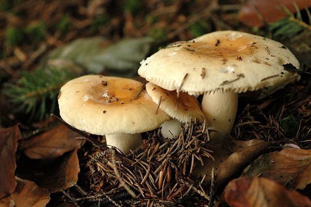 Russula fellea Russula fellea Wikipedia