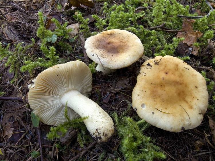 Russula fellea Russula fellea Funghi Velenosi Funghi in Italia Fiori in