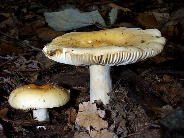 Russula fellea wwwfirstnaturecomfungiimagesrussulaceaeruss