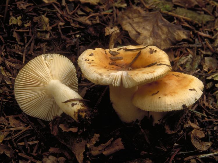 Russula fellea Russula fellea