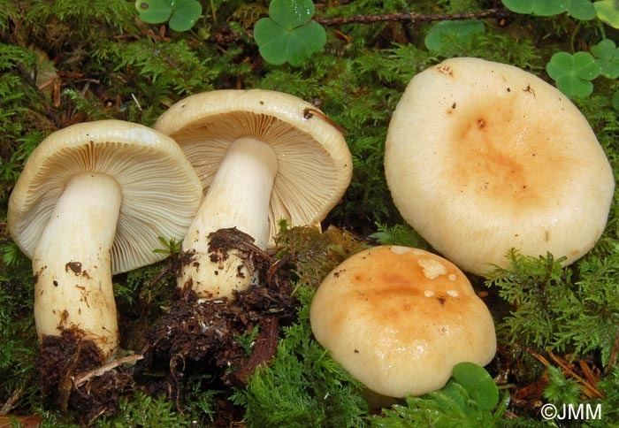 Russula fellea Russula fellea