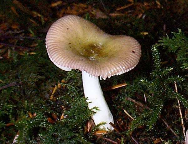 Russula fragilis Russula fragilis Fragile Brittlegill mushroom