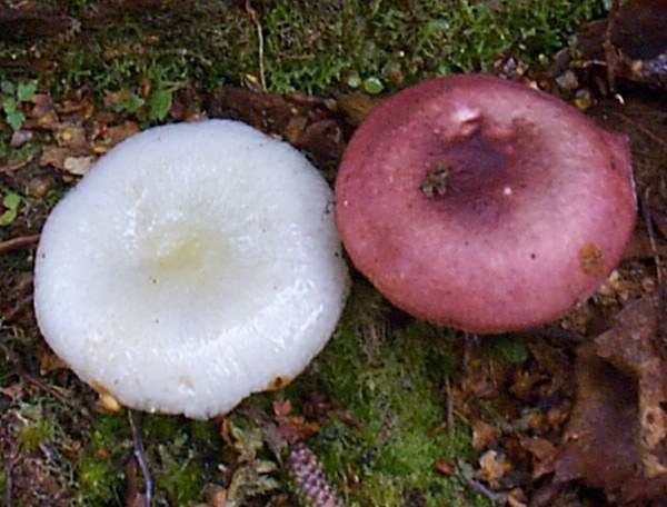 Russula fragilis Russula fragilis Fragile Brittlegill mushroom