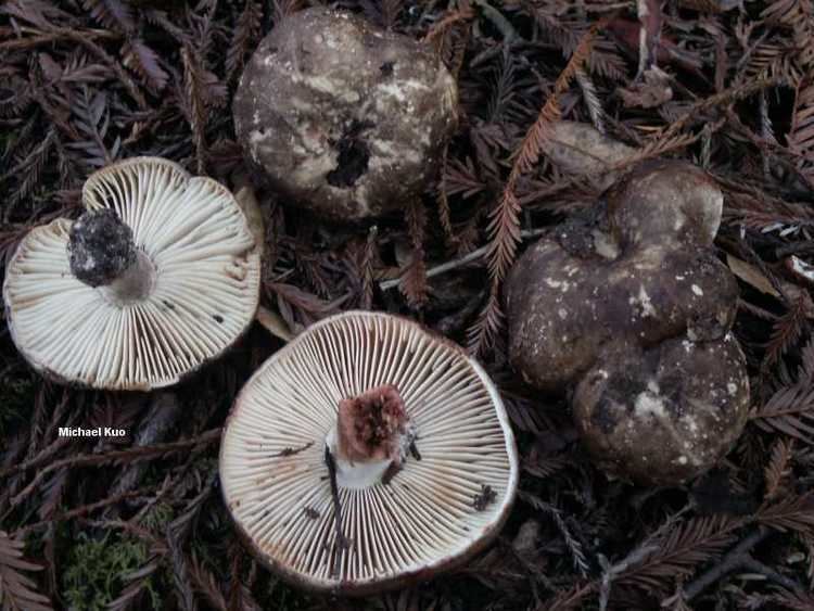 Russula nigricans Russula dissimulans MushroomExpertCom