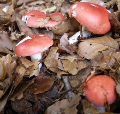 Russula nobilis Russula nobilis Beechwood Sickener mushroom