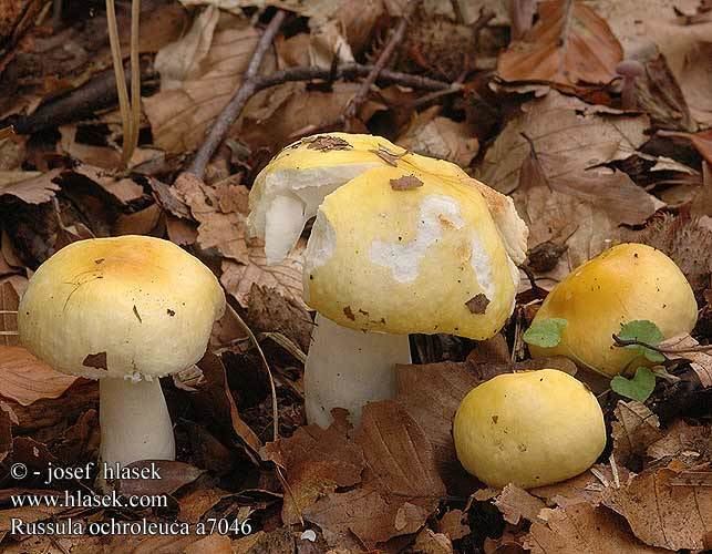 Russula ochroleuca Ochre Brittlegill Russula ochroleuca