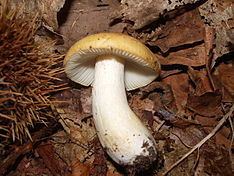 Russula ochroleuca httpsuploadwikimediaorgwikipediacommonsthu