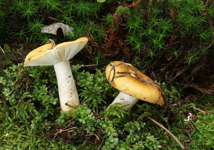 Russula ochroleuca Russula ochroleuca Wikipdia