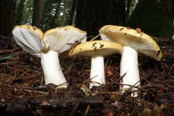 Russula ochroleuca Russula ochroleuca Ochre Brittlegill mushroom